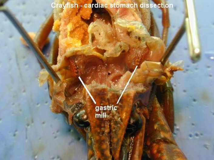 Ch 28 Crayfish Lab - Mrs N. Nelson's Science Website