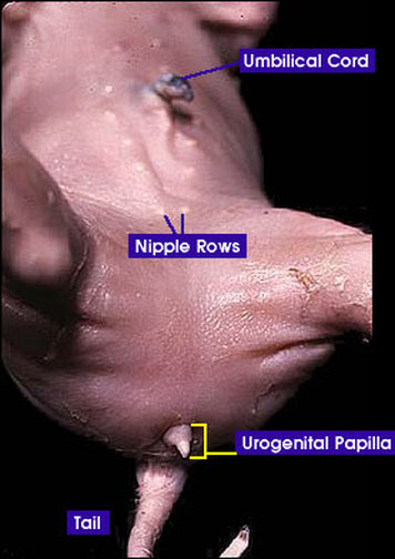 Fetal Pig Lab - Mrs N. Nelson's Science Website